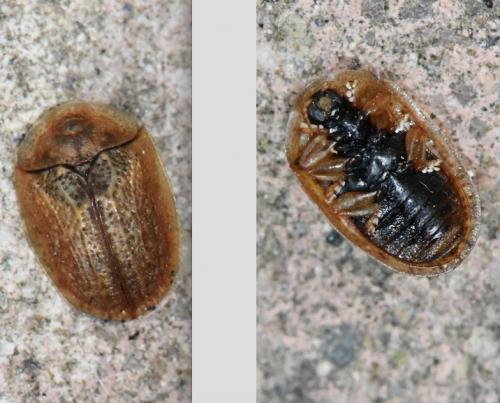 Réf. 280 010 : Hypocassida subferruginea